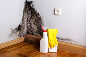 Mold Documentation for Insurance Claims in Hannahs Mill, GA